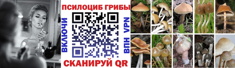 Купить закладки  Аргун  Псилоцибиновые грибы мицелий 